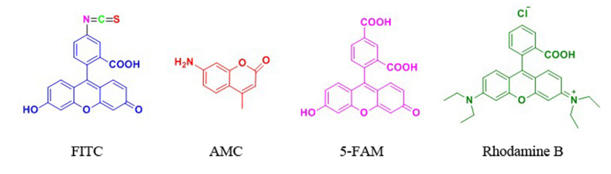 FITC&AMC等熒光標(biāo)記技術(shù)簡介
