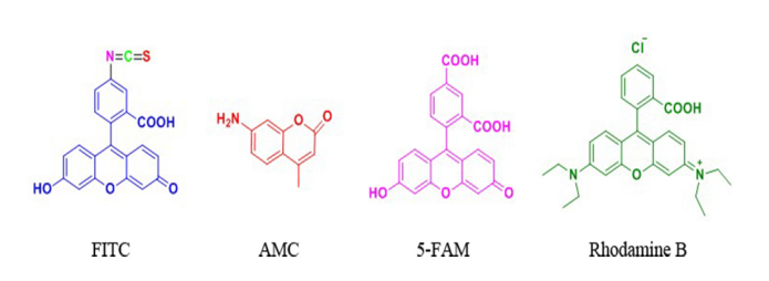 FITC&AMC等熒光標記技術(shù)（技術(shù)特點的分析）