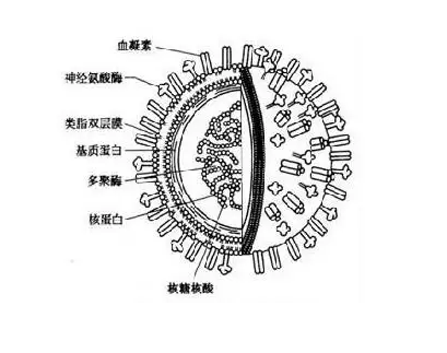 FITC-長(zhǎng)柔毛野豌豆外源凝集素 (VVL, VVA)；(FITC-VVL, VVA)
