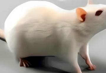 實驗外包 | 細胞及動物模型 | 蛋白質(zhì)檢測