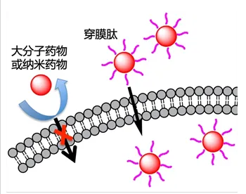 細(xì)胞穿透肽（cell penetrating peptides，CPPs）