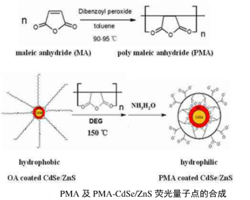 聚馬來酸酐修飾水溶性CdSe/ZnS熒光量子點(diǎn)