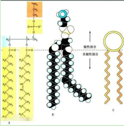 葡聚糖-二硬脂?；字Ｒ掖及?