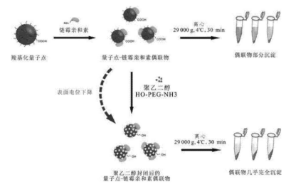 鏈酶親和素標(biāo)記的CdSe/ZnS量子點(diǎn)