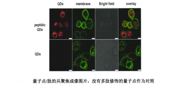 多肽Tat偶聯(lián)CdTe近紅外二區(qū)量子點