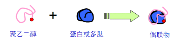 PEG修飾