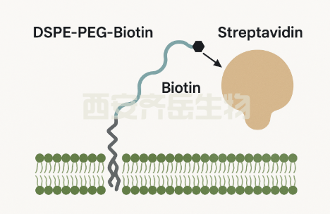 DSPE-PEG-BIOTIN 和鏈霉親和素反應(yīng)原理